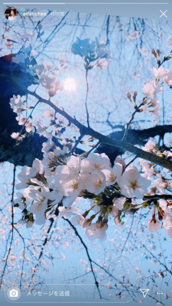 足立梨花桜